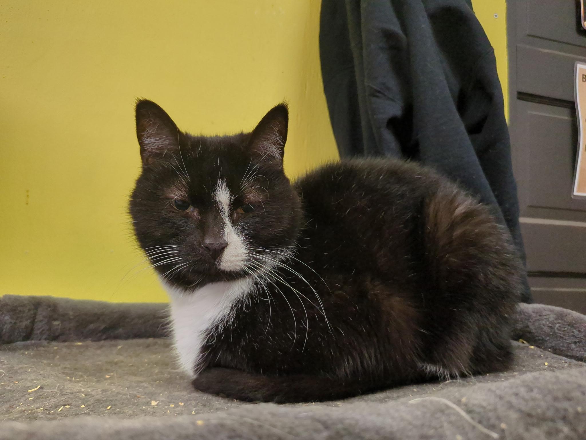 Enlarge Jazz, a Adoptable Domestic Short Hair in Rocky Ridge, MD image 1/4