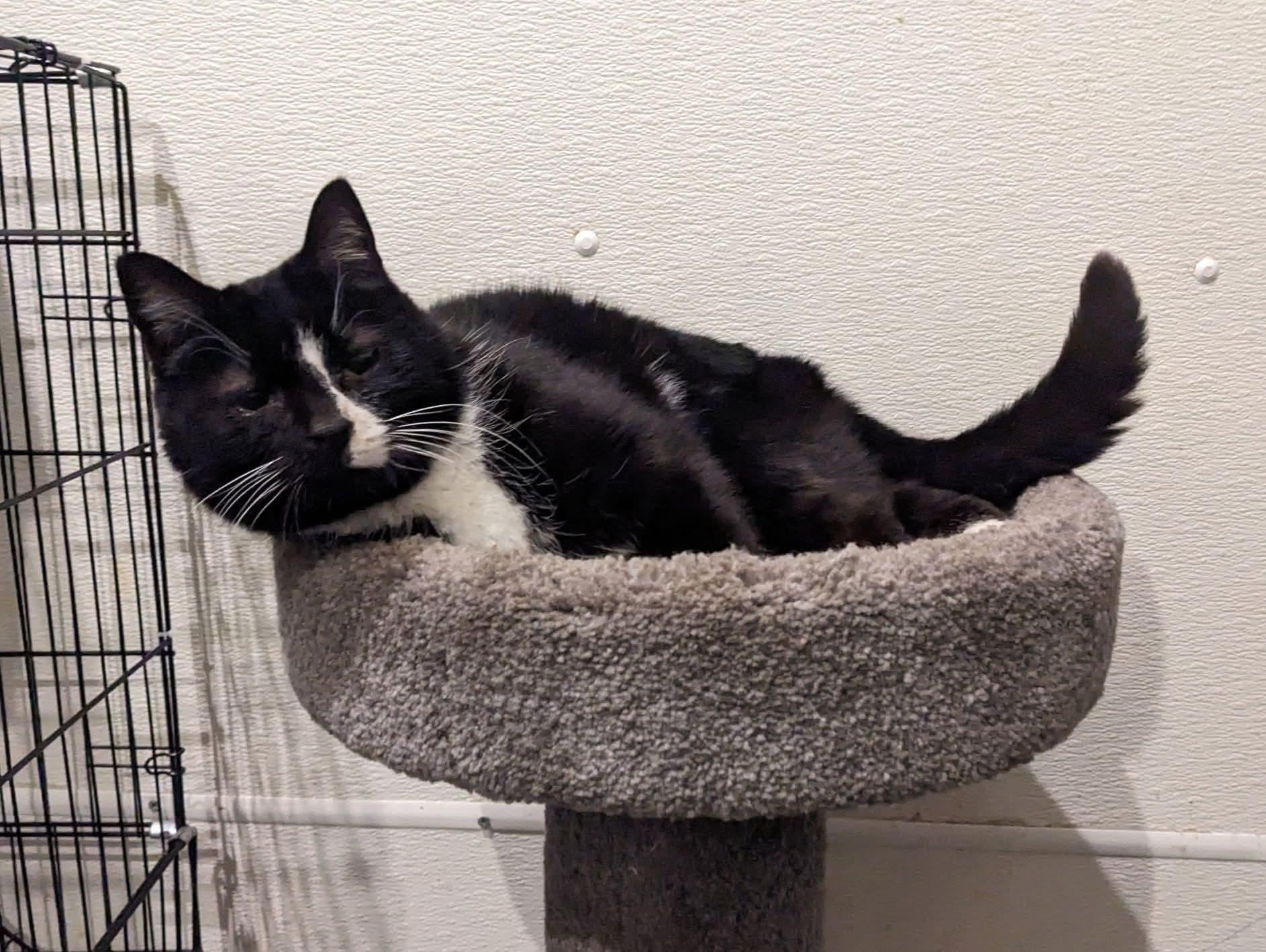 Enlarge Jazz, a Adoptable Domestic Short Hair in Rocky Ridge, MD image 2/4