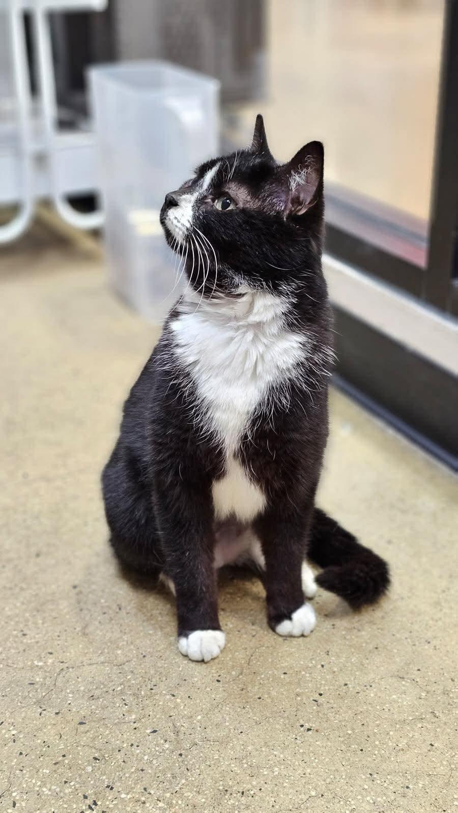 Enlarge Jazz, a Adoptable Domestic Short Hair in Rocky Ridge, MD image 3/4