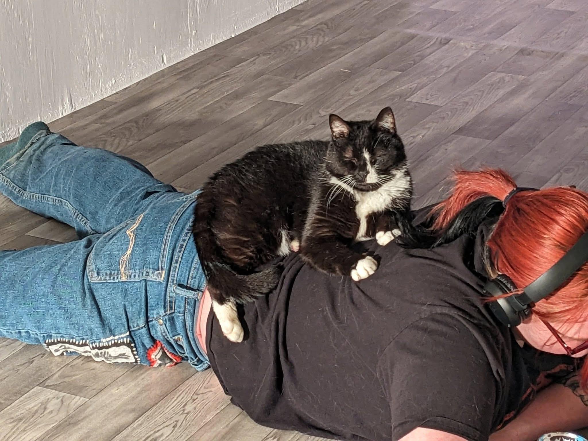 Enlarge Jazz, a Adoptable Domestic Short Hair in Rocky Ridge, MD image 4/4