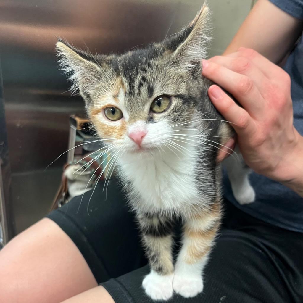 lucky charm, Adopted, Kitten Female Domestic Short Hair.