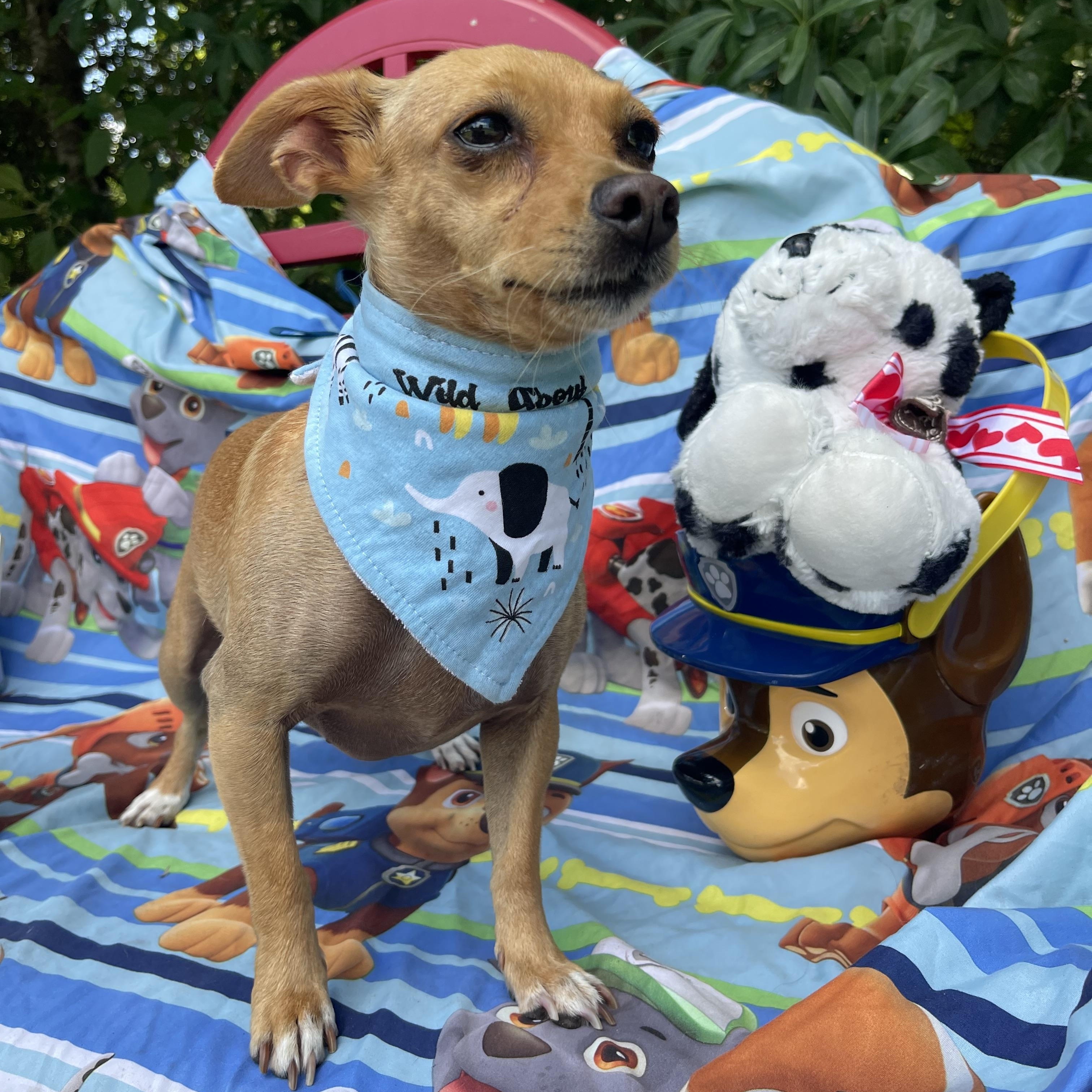 Sophie, an adoptable mixed breed in Sebring, FL image 2/4
