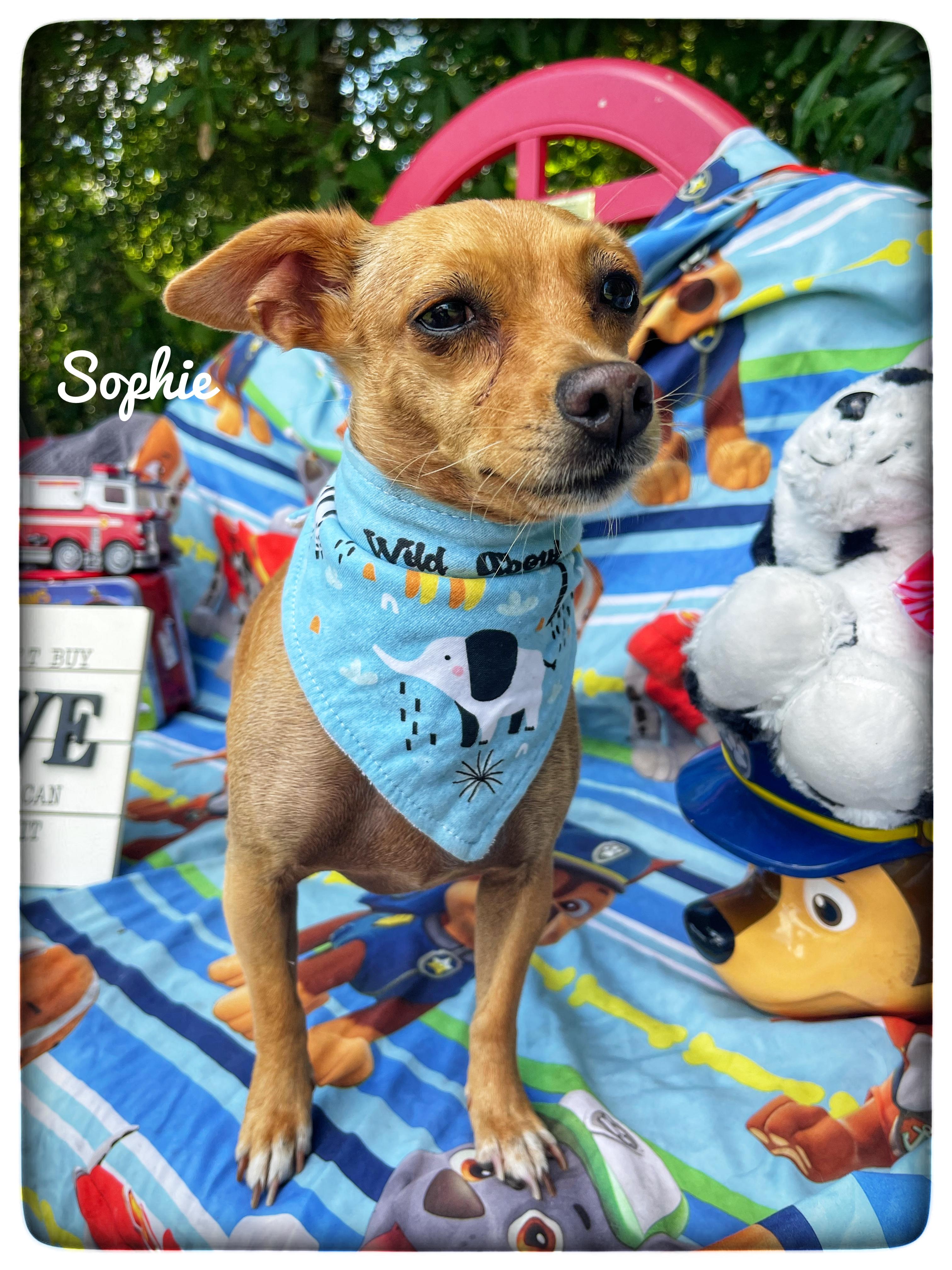 Sophie, an adoptable mixed breed in Sebring, FL image 1/4