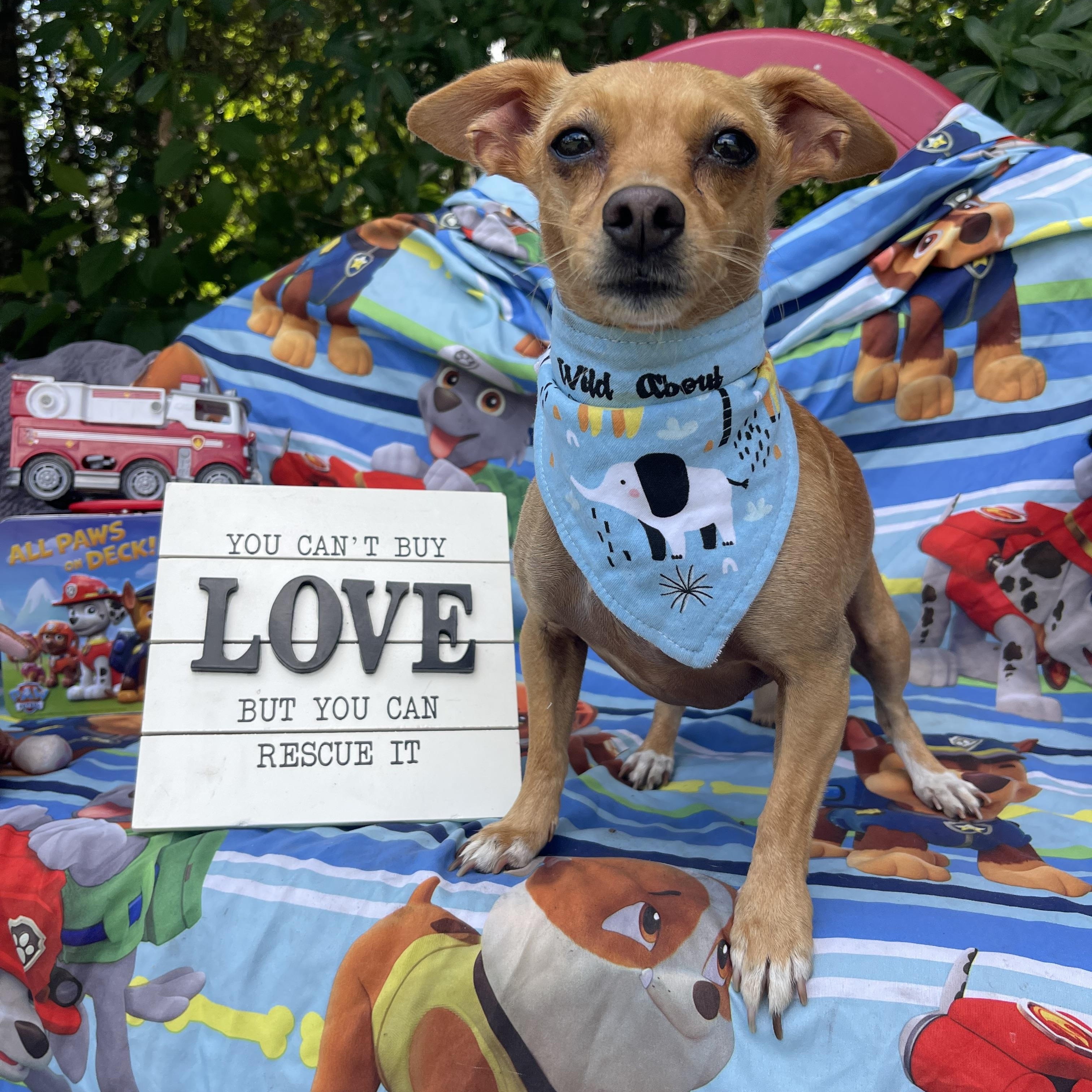 Sophie, an adoptable mixed breed in Sebring, FL image 3/4