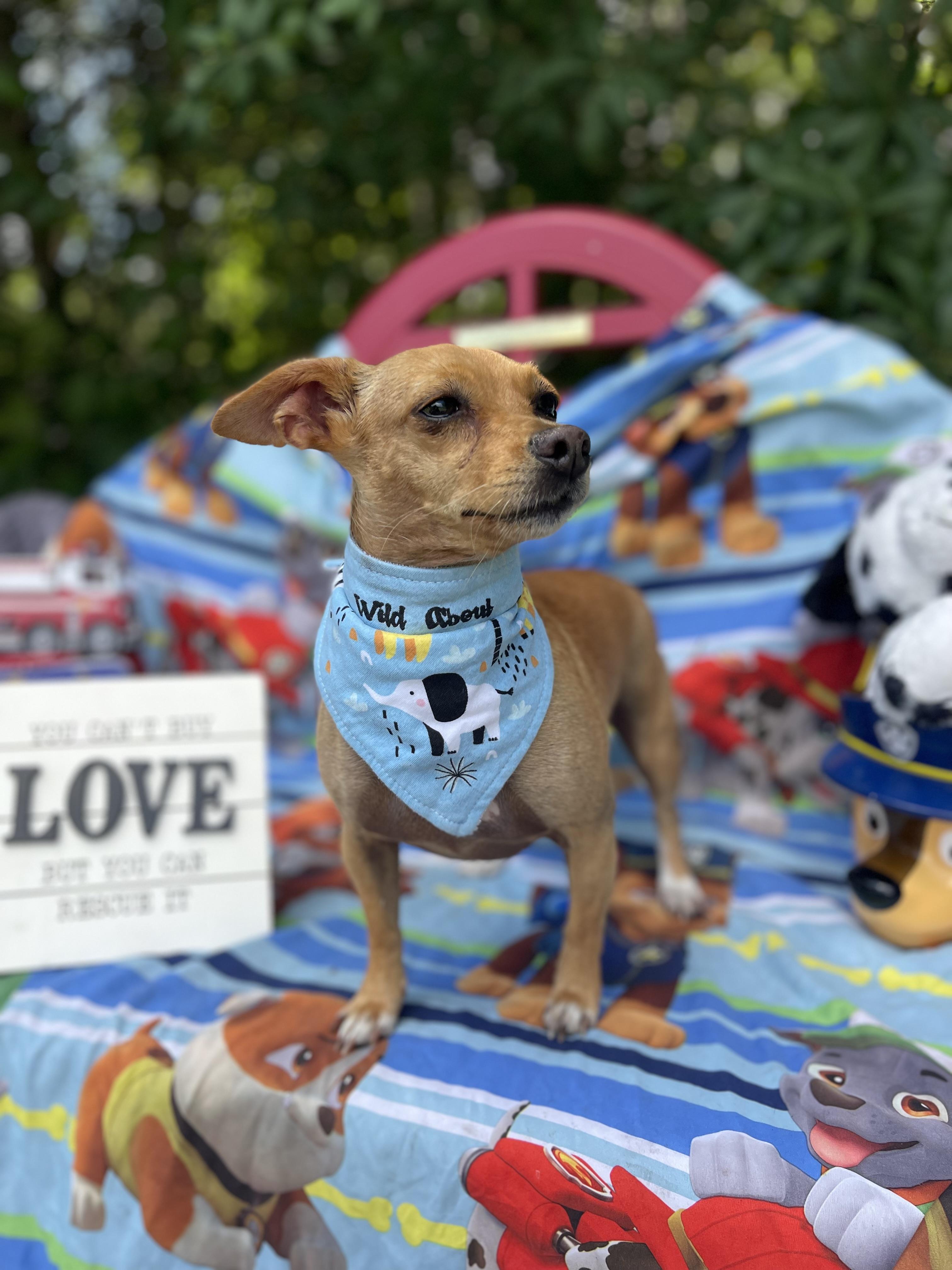 Sophie, an adoptable mixed breed in Sebring, FL image 4/4