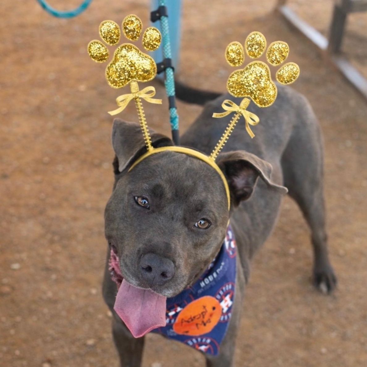 Enlarge Toby Maguire, an adopted mixed breed in Houston, TX image 1/6