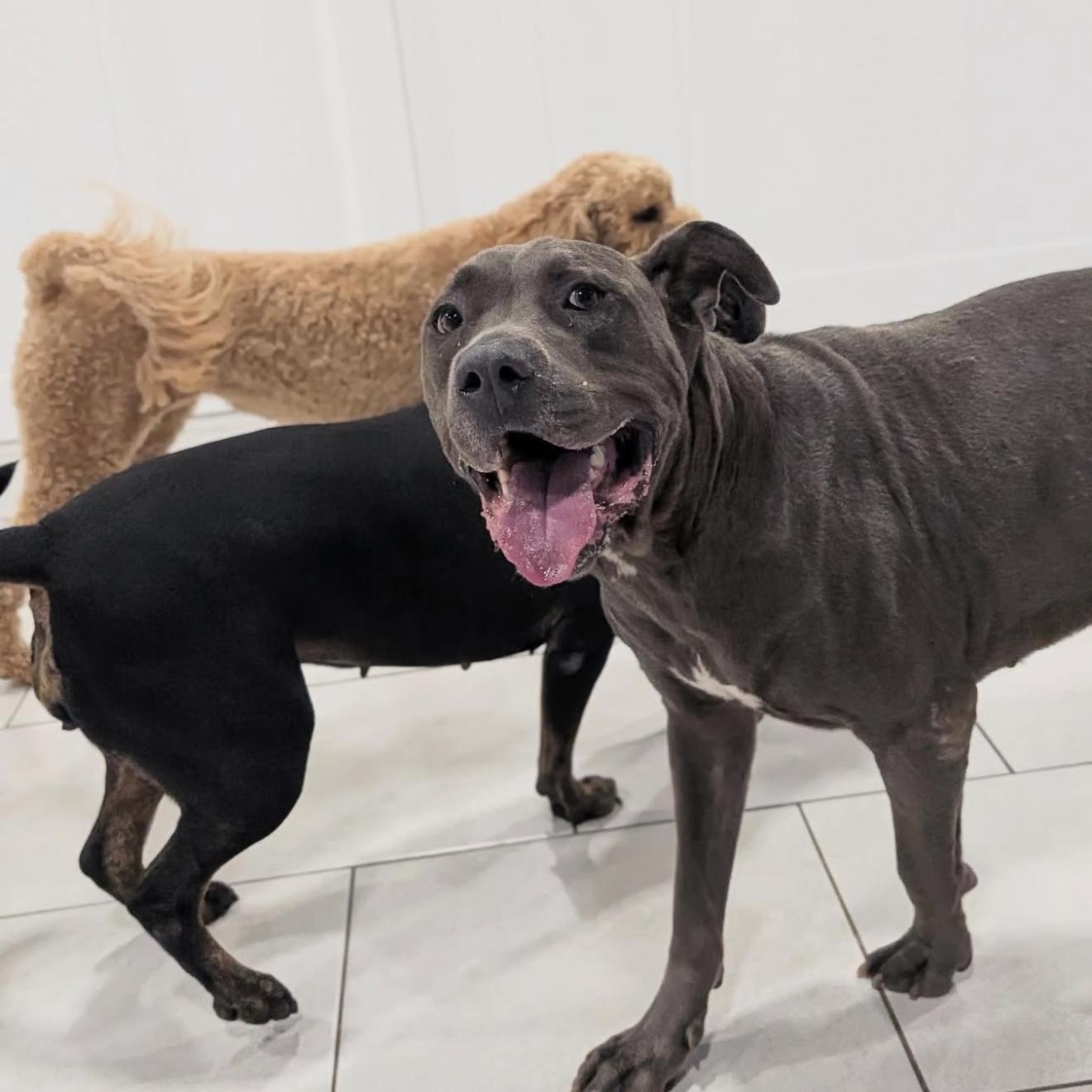 Enlarge Toby Maguire, an adopted mixed breed in Houston, TX image 4/6