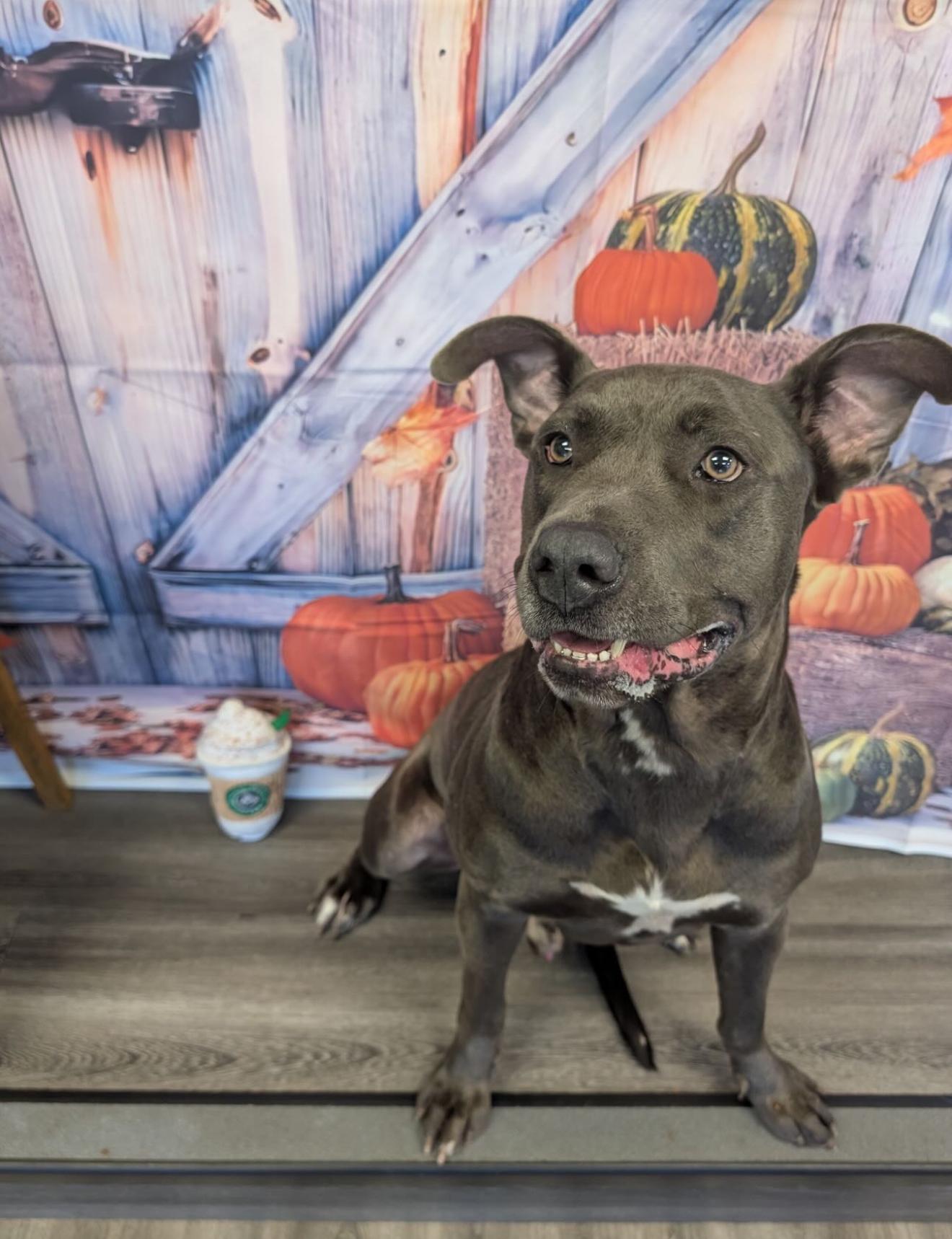 Enlarge Toby Maguire, an adopted mixed breed in Houston, TX image 6/6