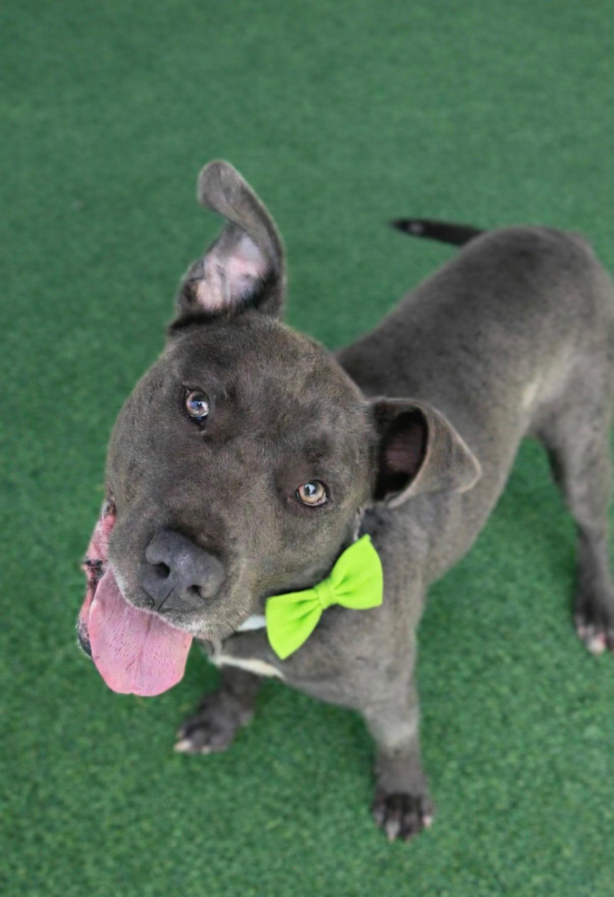 Enlarge Toby Maguire, an adopted mixed breed in Houston, TX image 3/6