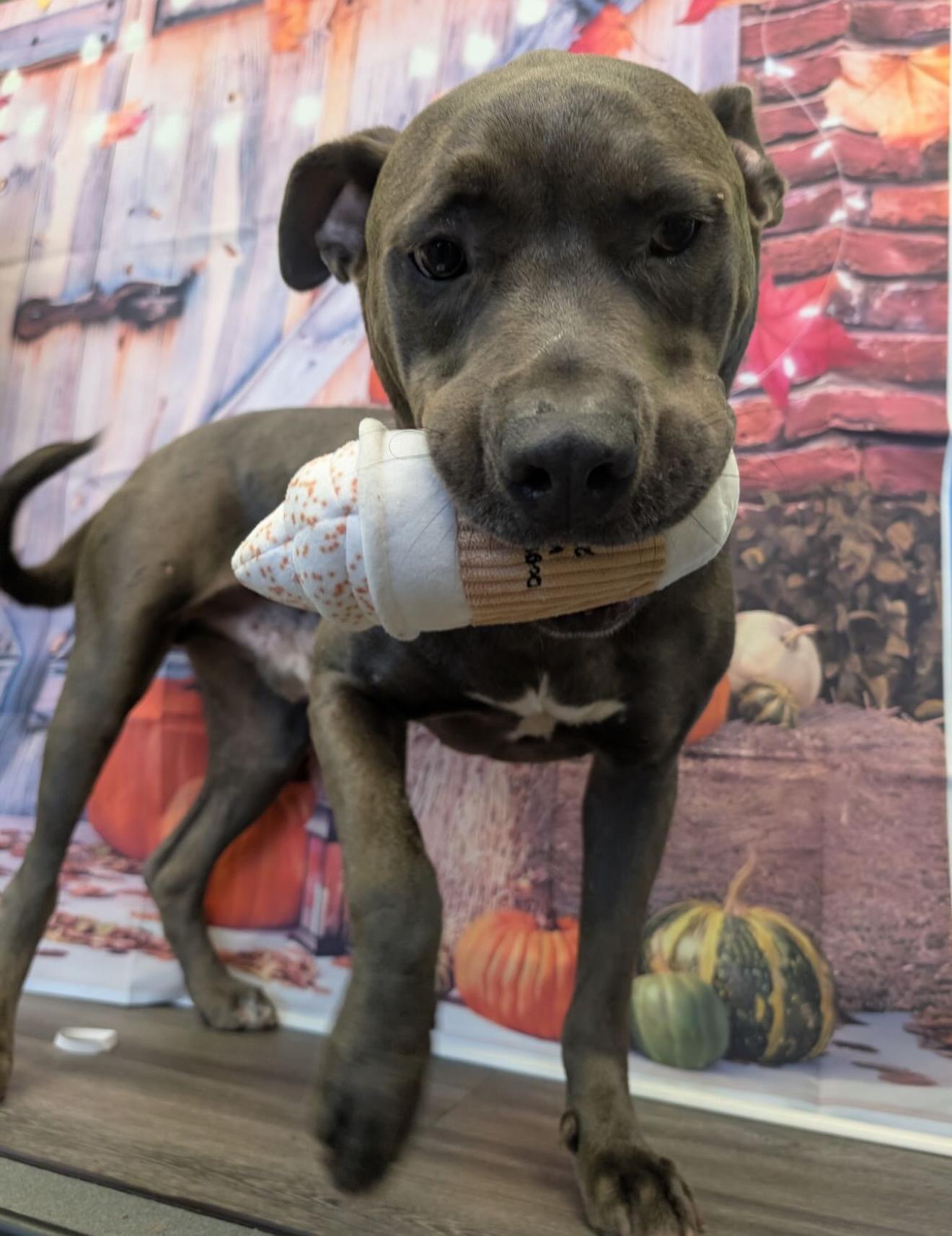 Enlarge Toby Maguire, an adopted mixed breed in Houston, TX image 2/6