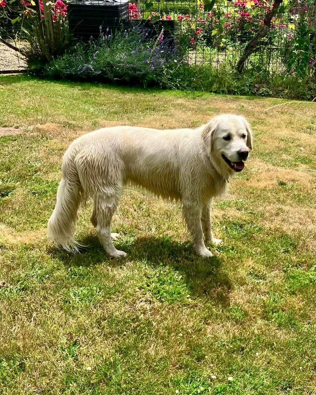 Ruggles, an adopted Golden Retriever in Eugene, OR image 2/4