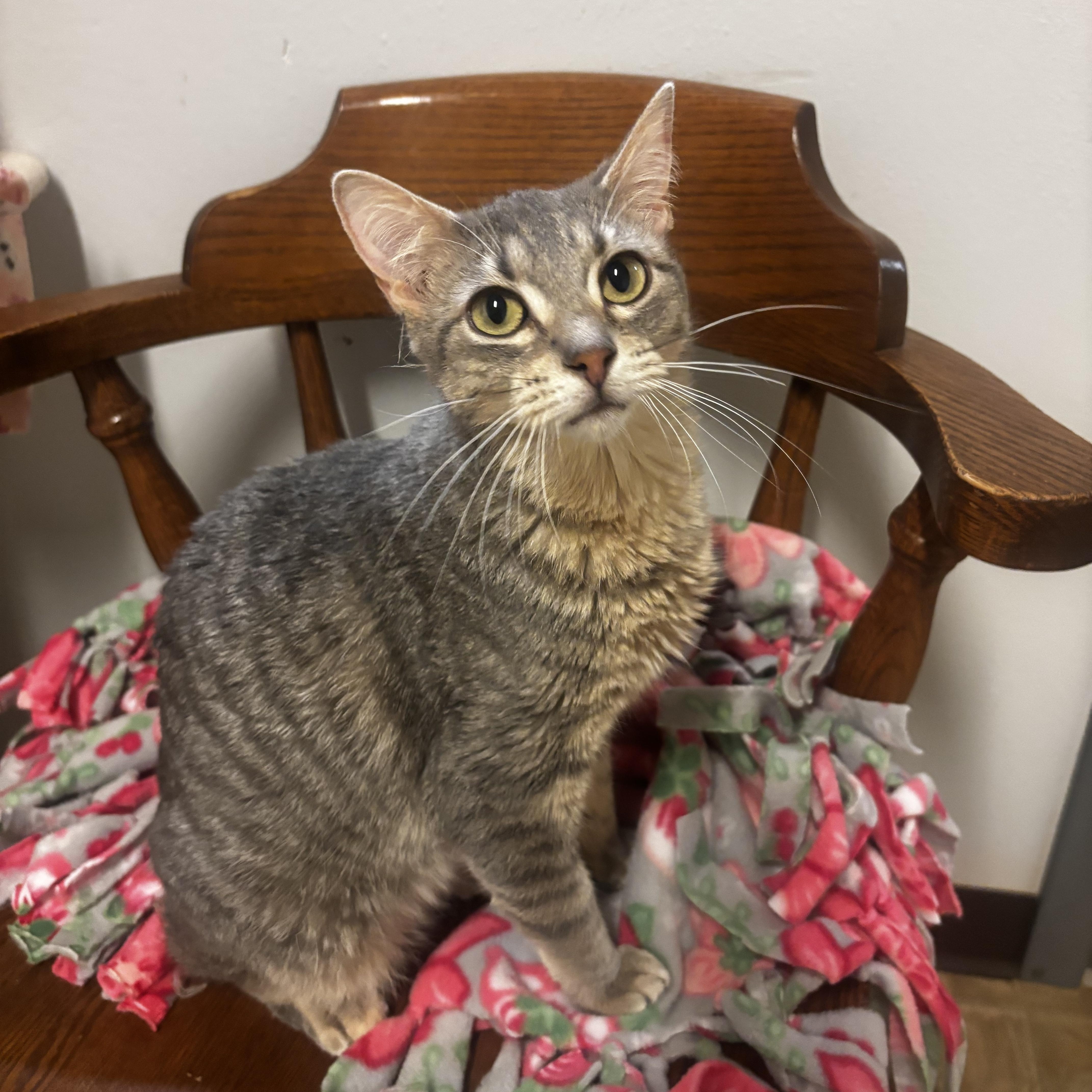 Claire, a ADOPTABLE Domestic Short Hair in Dodgeville, WI image 5/5