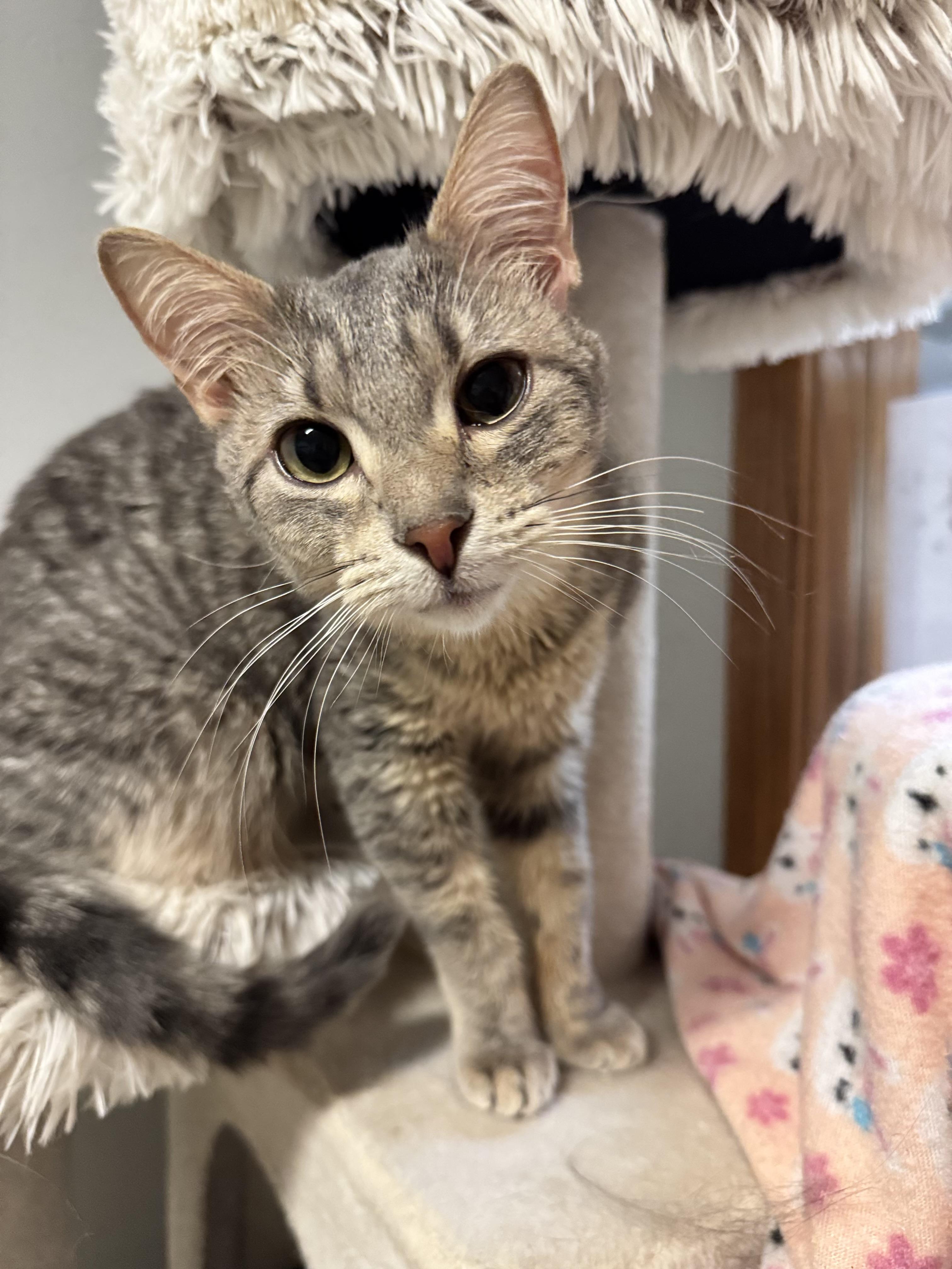 Claire, a ADOPTABLE Domestic Short Hair in Dodgeville, WI image 3/5