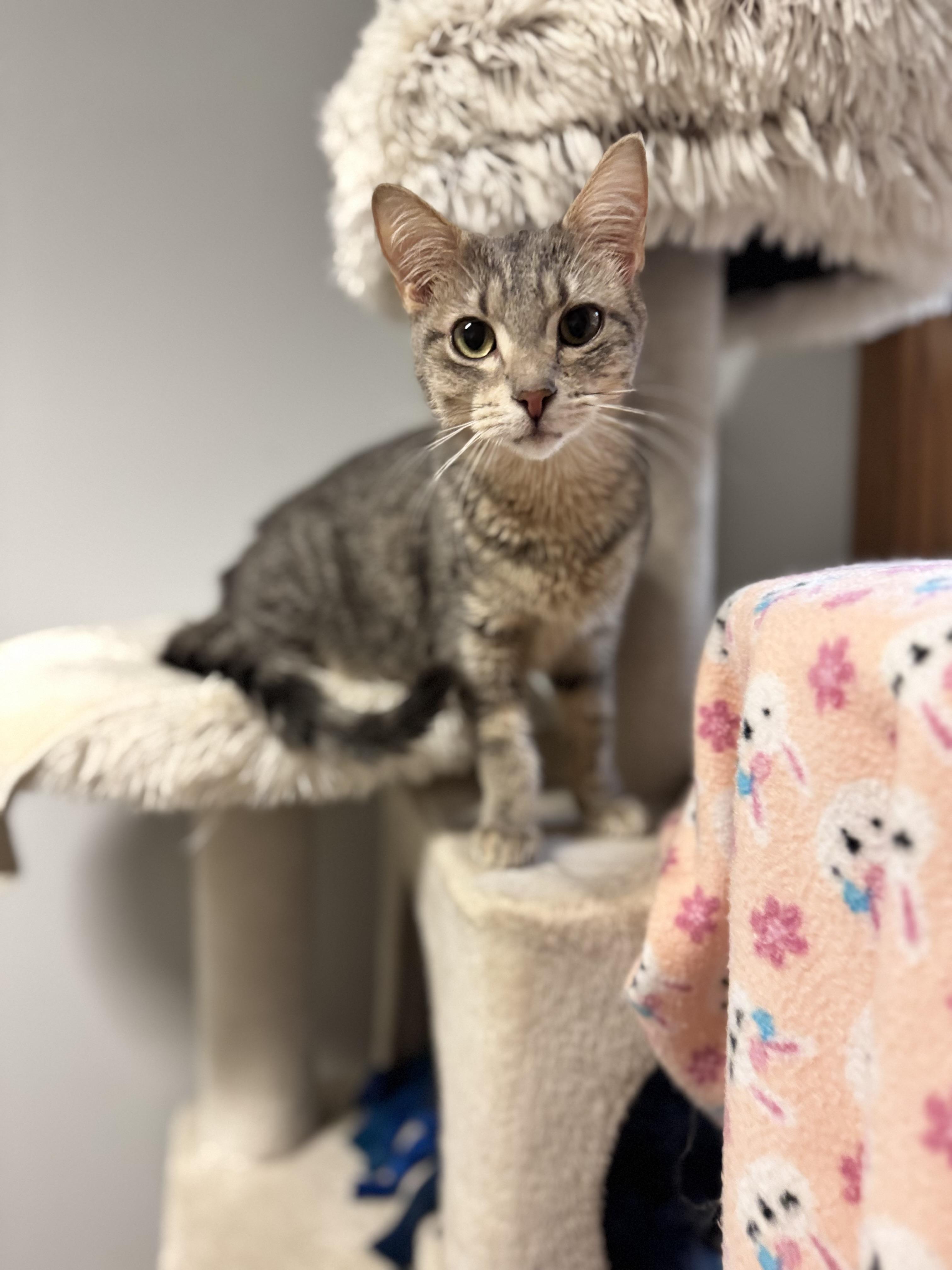 Claire, a ADOPTABLE Domestic Short Hair in Dodgeville, WI image 4/5