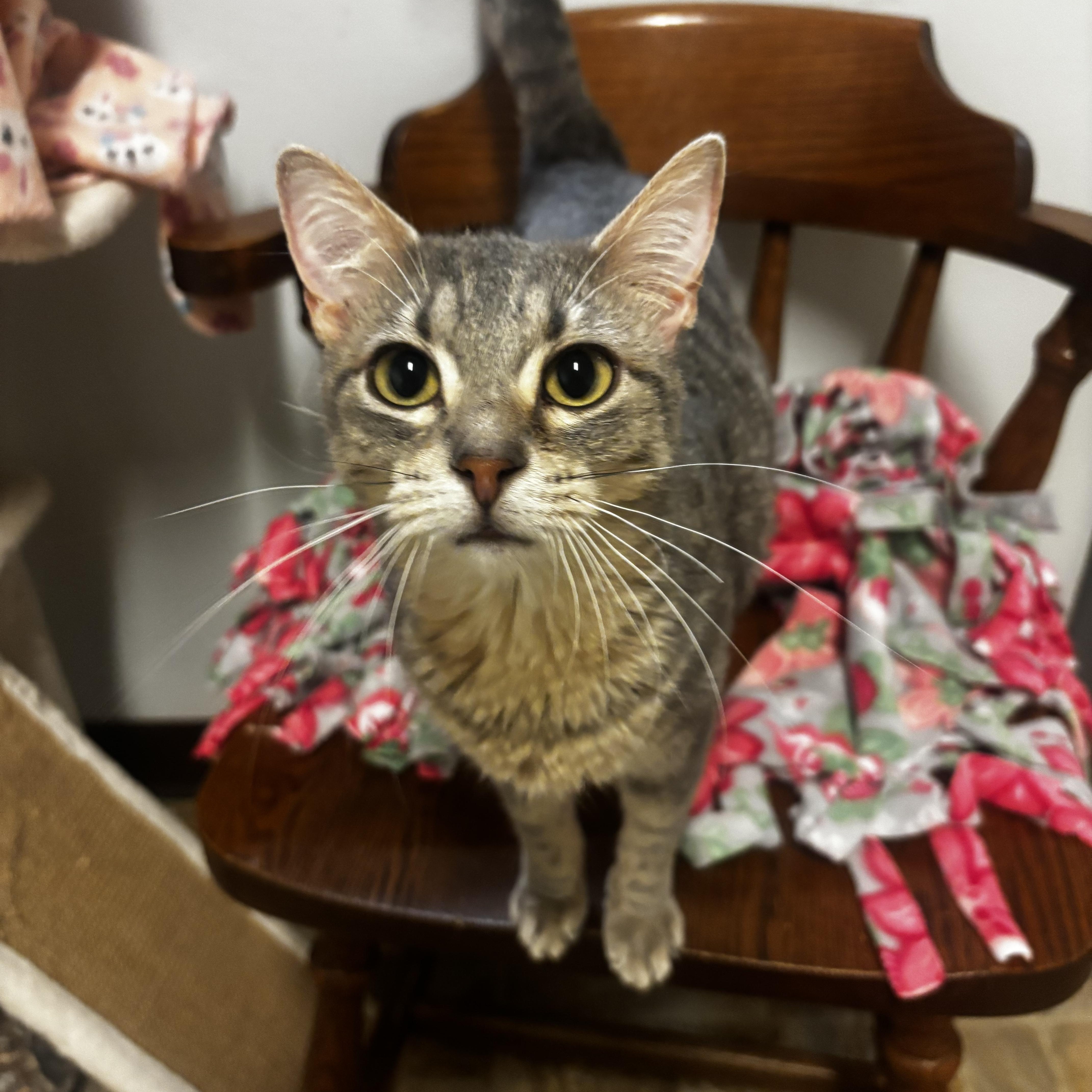 Claire, a ADOPTABLE Domestic Short Hair in Dodgeville, WI image 2/5