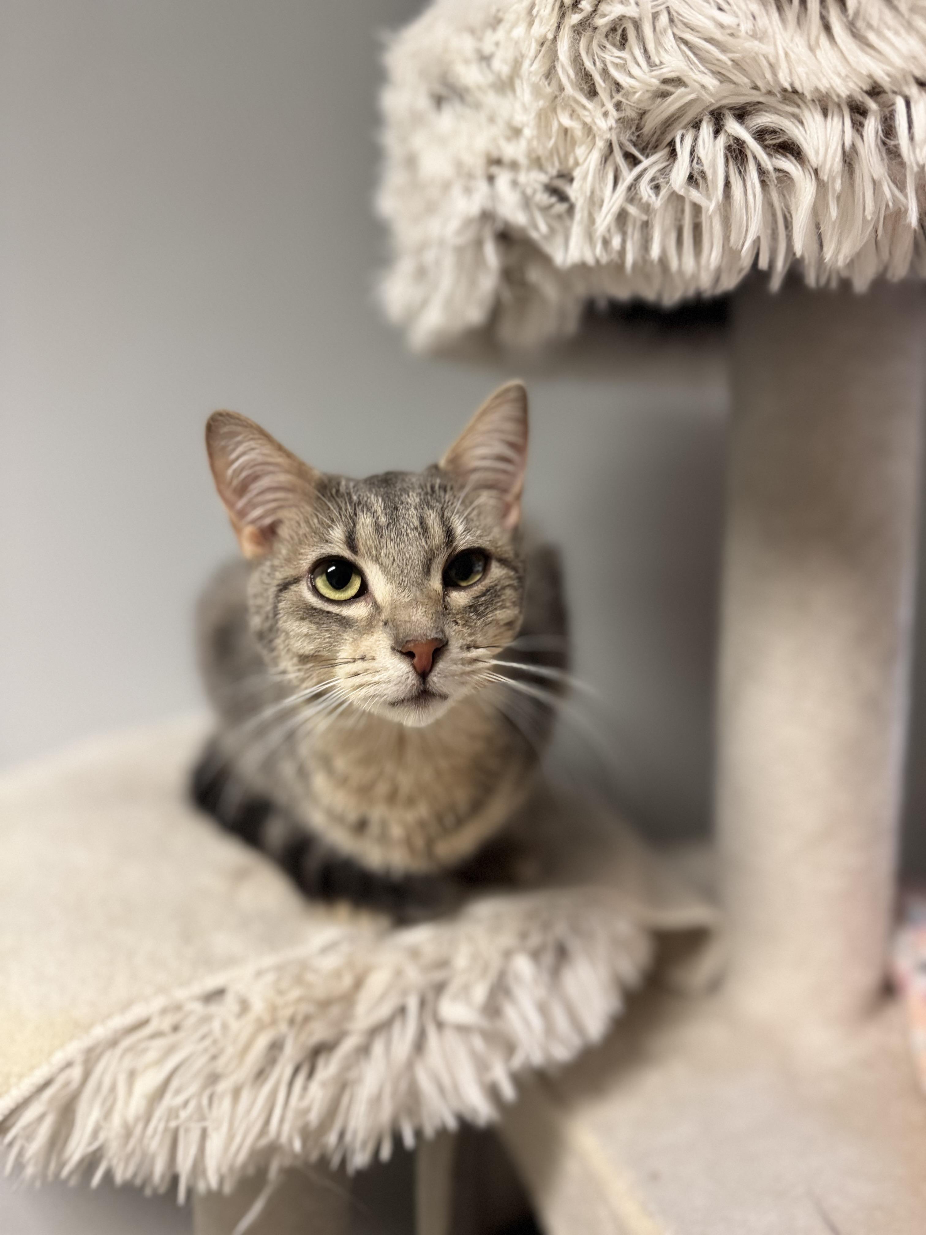 Claire, ADOPTABLE, Adult Female Domestic Short Hair.