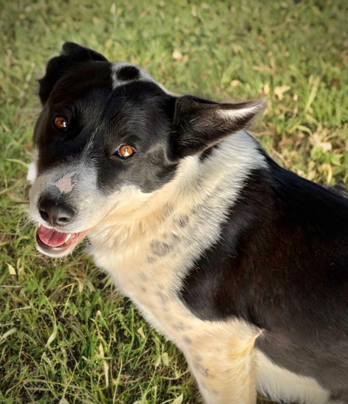 Enlarge Kiki, a Adoptable mixed breed in Kingman, AZ image 1/2