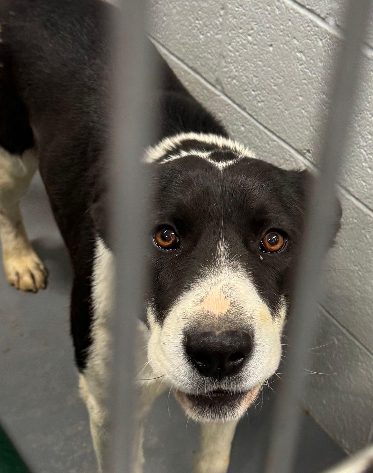 Enlarge Kiki, a Adoptable mixed breed in Kingman, AZ image 2/2