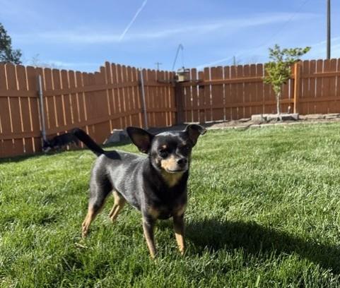 Enlarge Joon, a Adopted mixed breed in Pasco, WA image 2/5