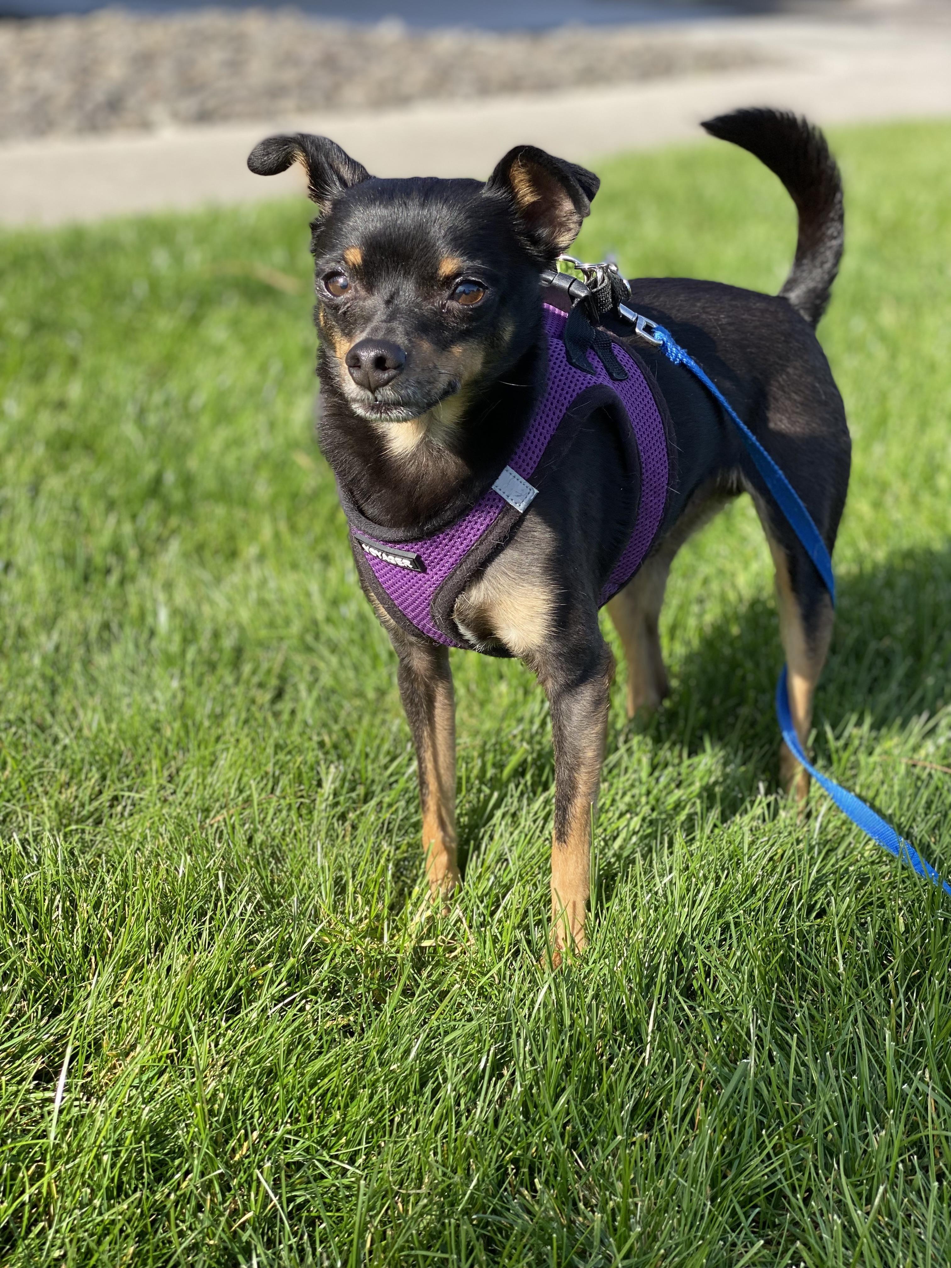Enlarge Joon, a Adopted mixed breed in Pasco, WA image 4/5