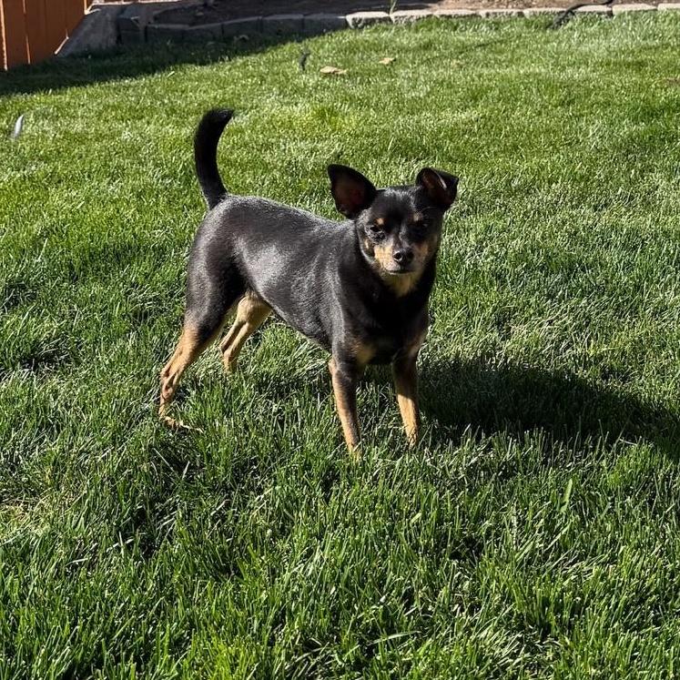 Enlarge Joon, a Adopted mixed breed in Pasco, WA image 3/5