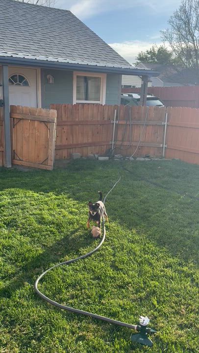 Enlarge Joon, a Adopted mixed breed in Pasco, WA video 5/5