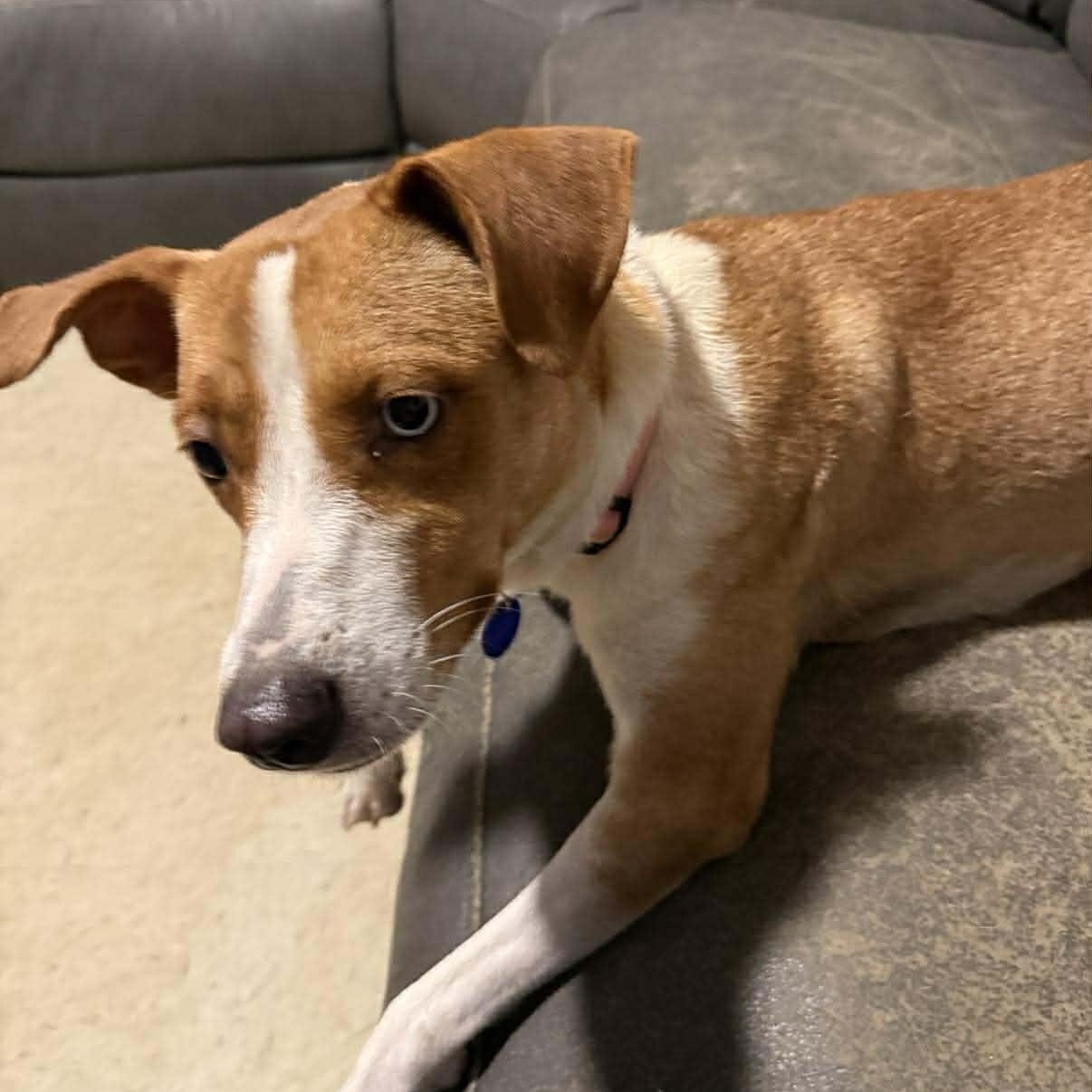 Enlarge Dori!, a Adoptable mixed breed in Spokane, WA image 5/6