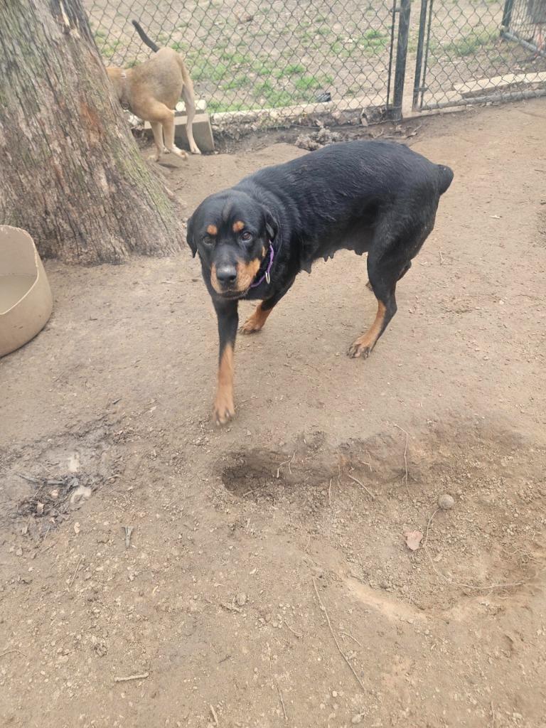 Lexi, Adopted, Young Female Rottweiler.