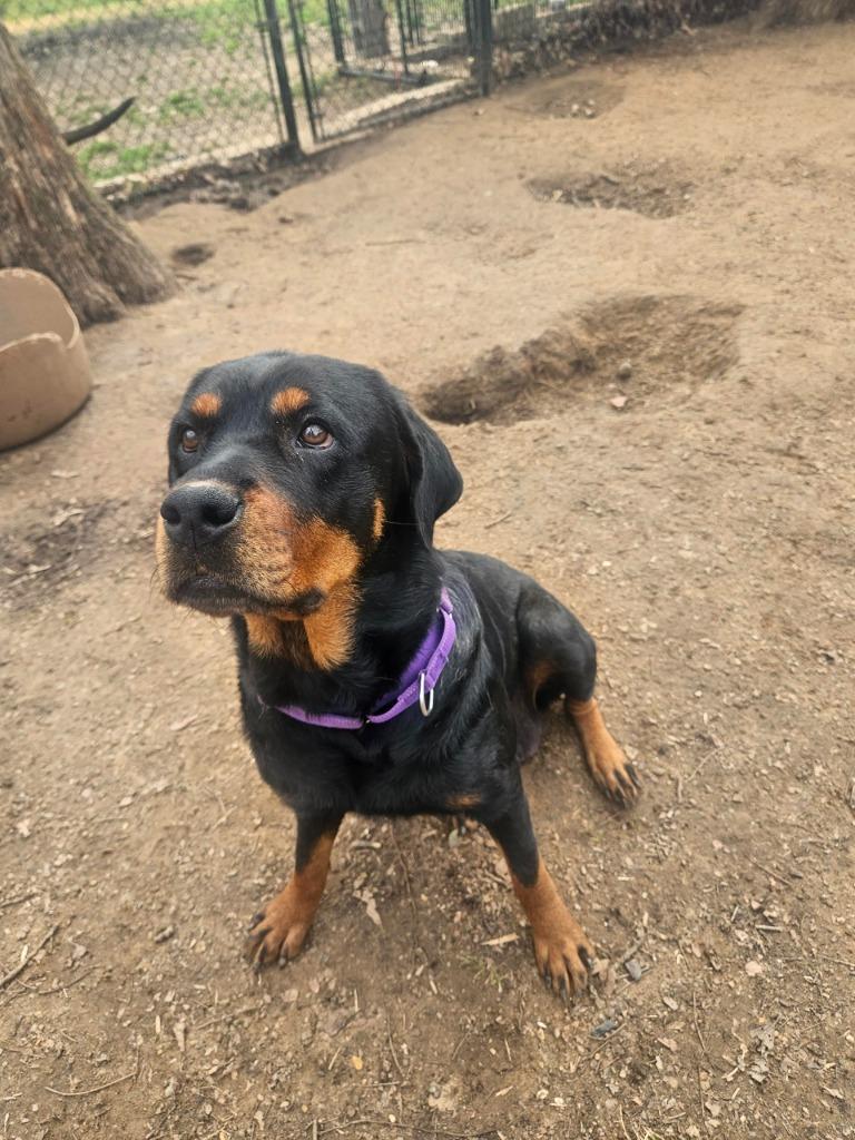 Enlarge Lexi, a Adopted Rottweiler in Richland Hills, TX image 2/4