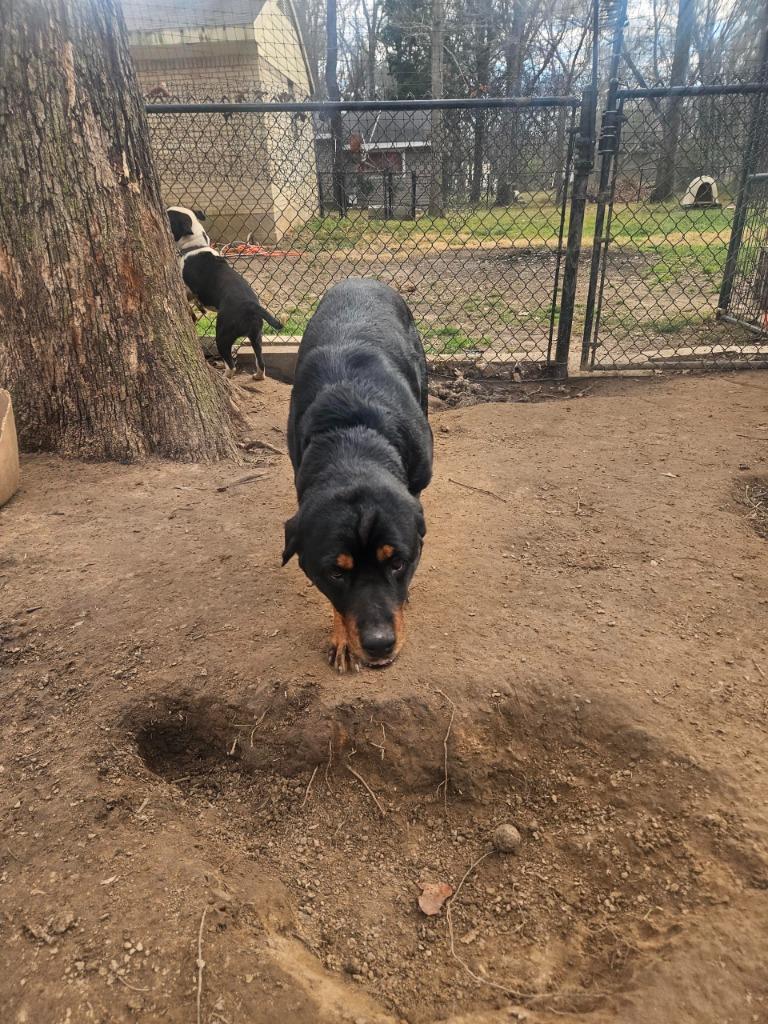 Enlarge Lexi, a Adopted Rottweiler in Richland Hills, TX image 4/4