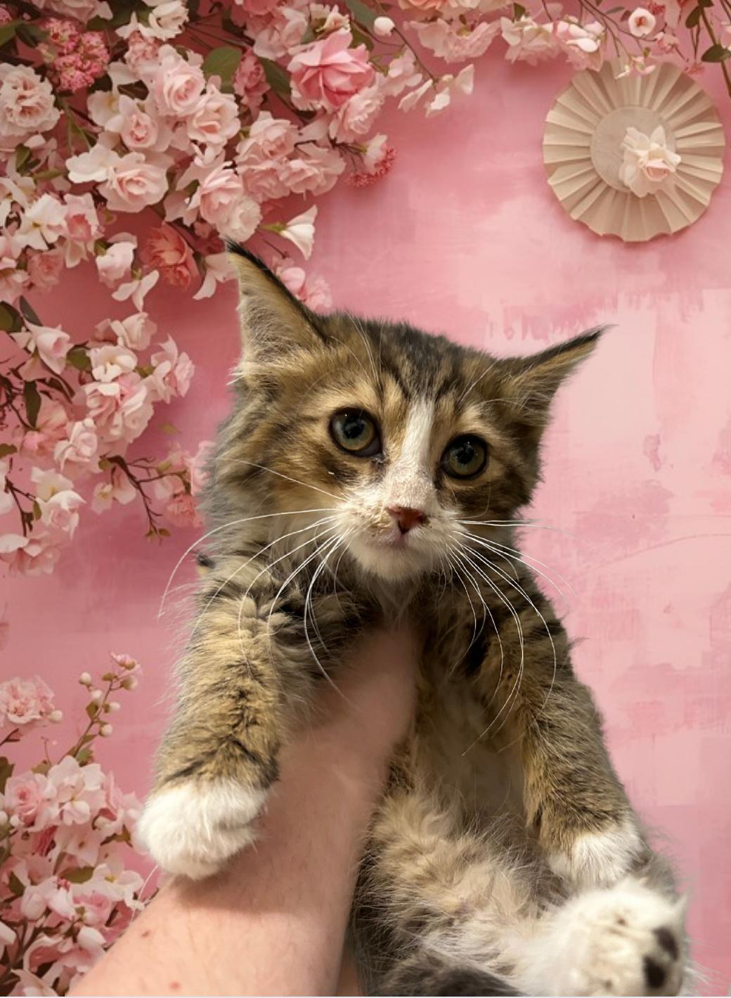 Mittens, Adoptable, Kitten Female Calico & Tabby.