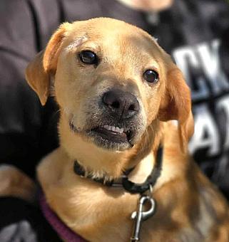 Orlando, a ADOPTABLE mixed breed in Canterbury, CT image 5/6