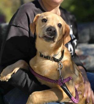 Orlando, a ADOPTABLE mixed breed in Canterbury, CT image 2/6