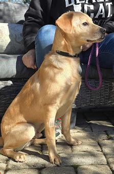 Orlando, a ADOPTABLE mixed breed in Canterbury, CT image 3/6