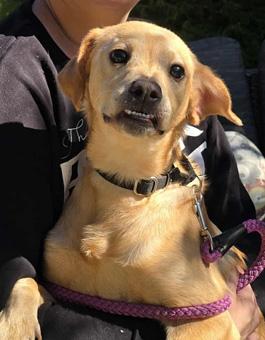 Orlando, a ADOPTABLE mixed breed in Canterbury, CT image 6/6