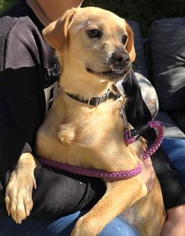 Orlando, ADOPTABLE, Puppy Male Labrador Retriever & Boxer.