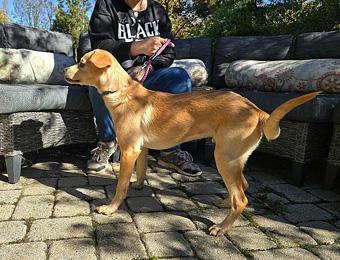 Orlando, a ADOPTABLE mixed breed in Canterbury, CT image 4/6
