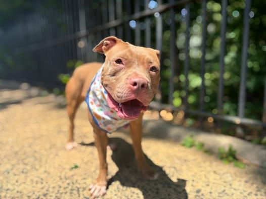 Enlarge Rain, an adopted mixed breed in Albany, NY image 2/5