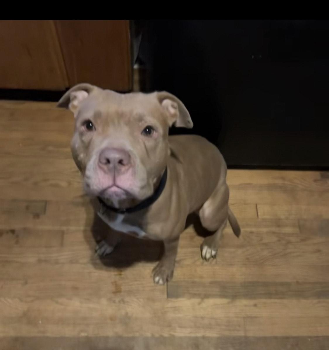 Enlarge Rain, an adopted mixed breed in Albany, NY image 4/5