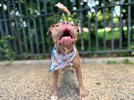 Enlarge Rain, an adopted mixed breed in Albany, NY image 3/5