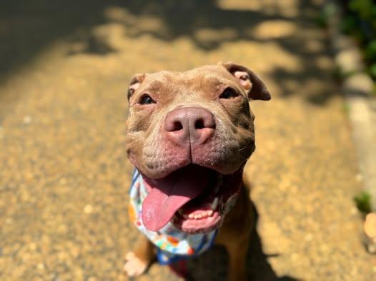 Rain, adopted, Young Female American Staffordshire Terrier.