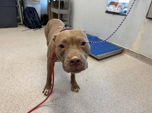 Enlarge Rain, an adopted mixed breed in Albany, NY image 5/5