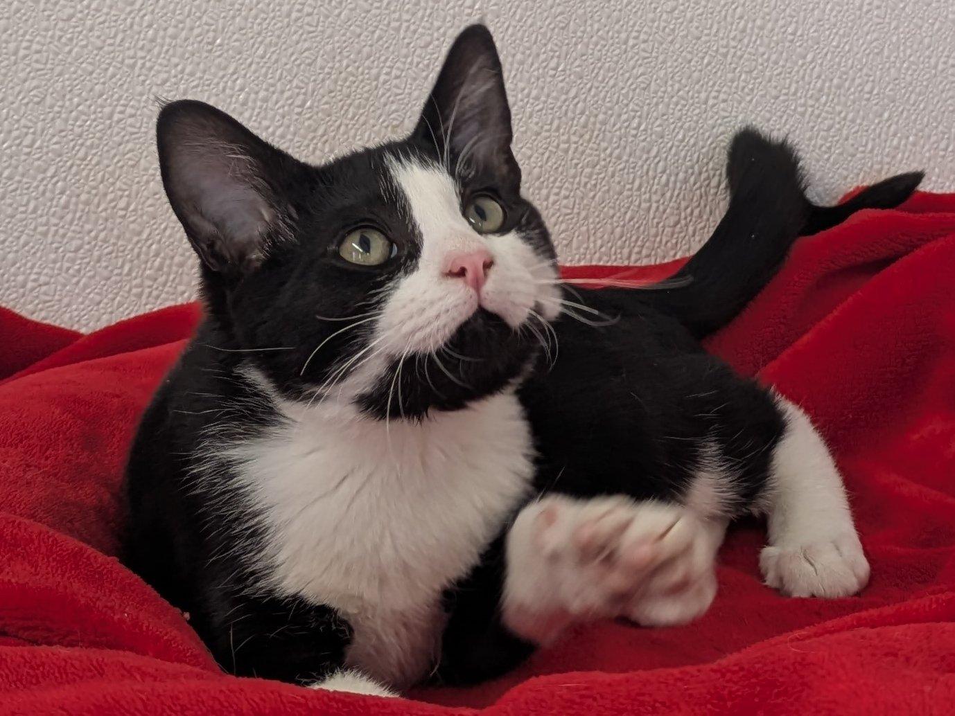 Lindt, an adoptable Domestic Short Hair, Tuxedo in Republic, WA, 99166 | Photo Image 4