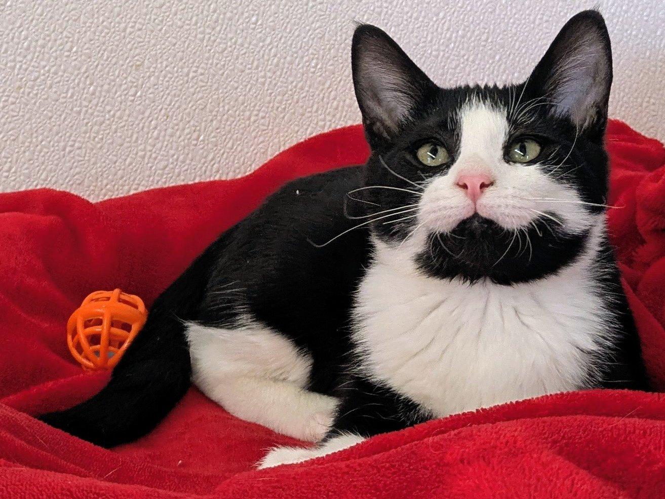 Lindt, an adoptable Domestic Short Hair, Tuxedo in Republic, WA, 99166 | Photo Image 1