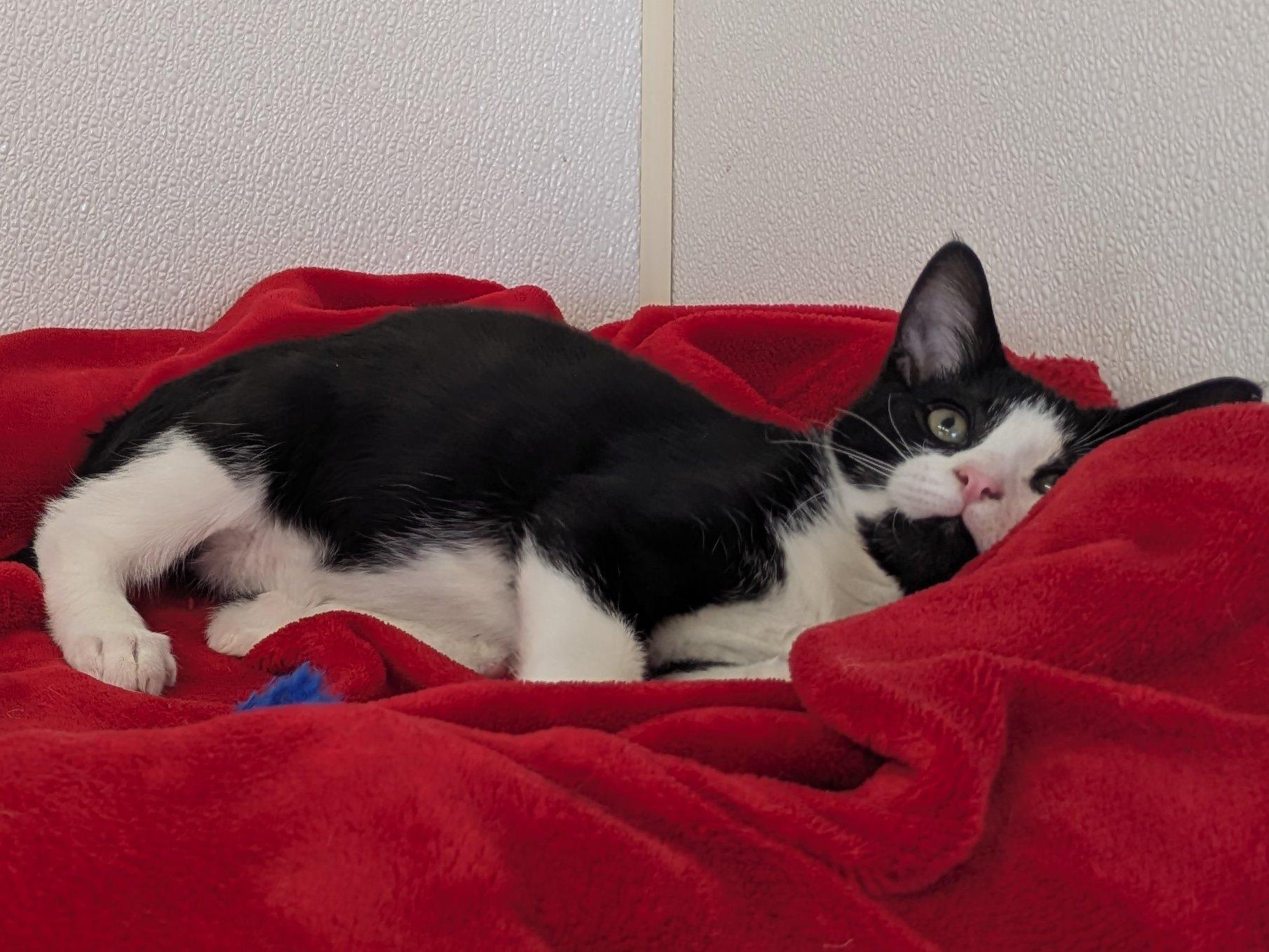 Lindt, an adoptable Domestic Short Hair, Tuxedo in Republic, WA, 99166 | Photo Image 3