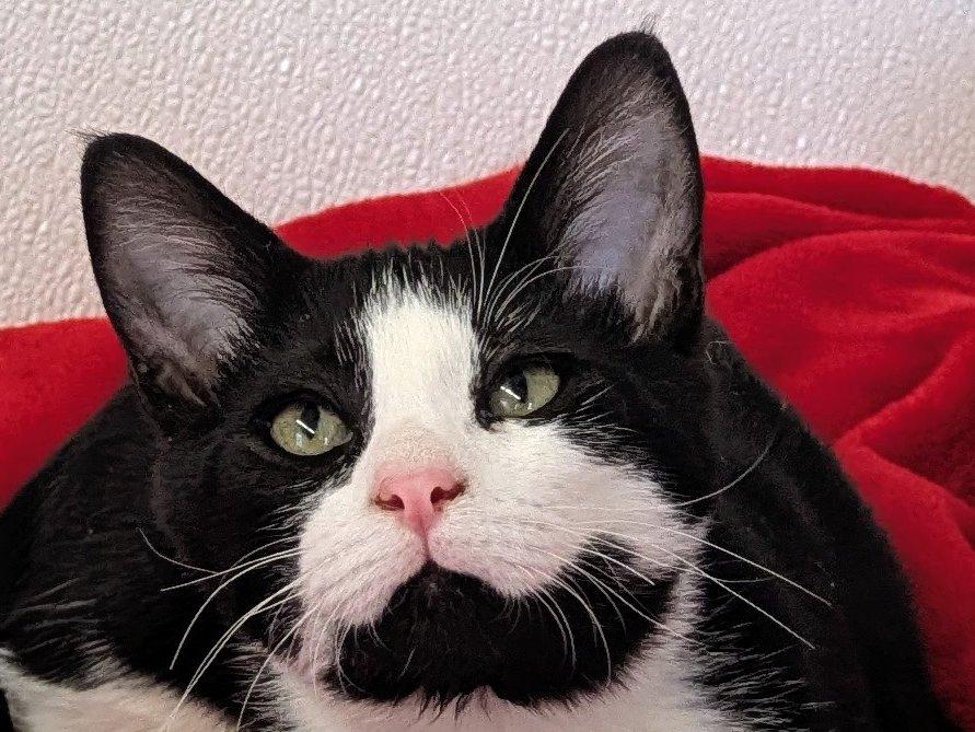 Lindt, an adoptable Domestic Short Hair, Tuxedo in Republic, WA, 99166 | Photo Image 2