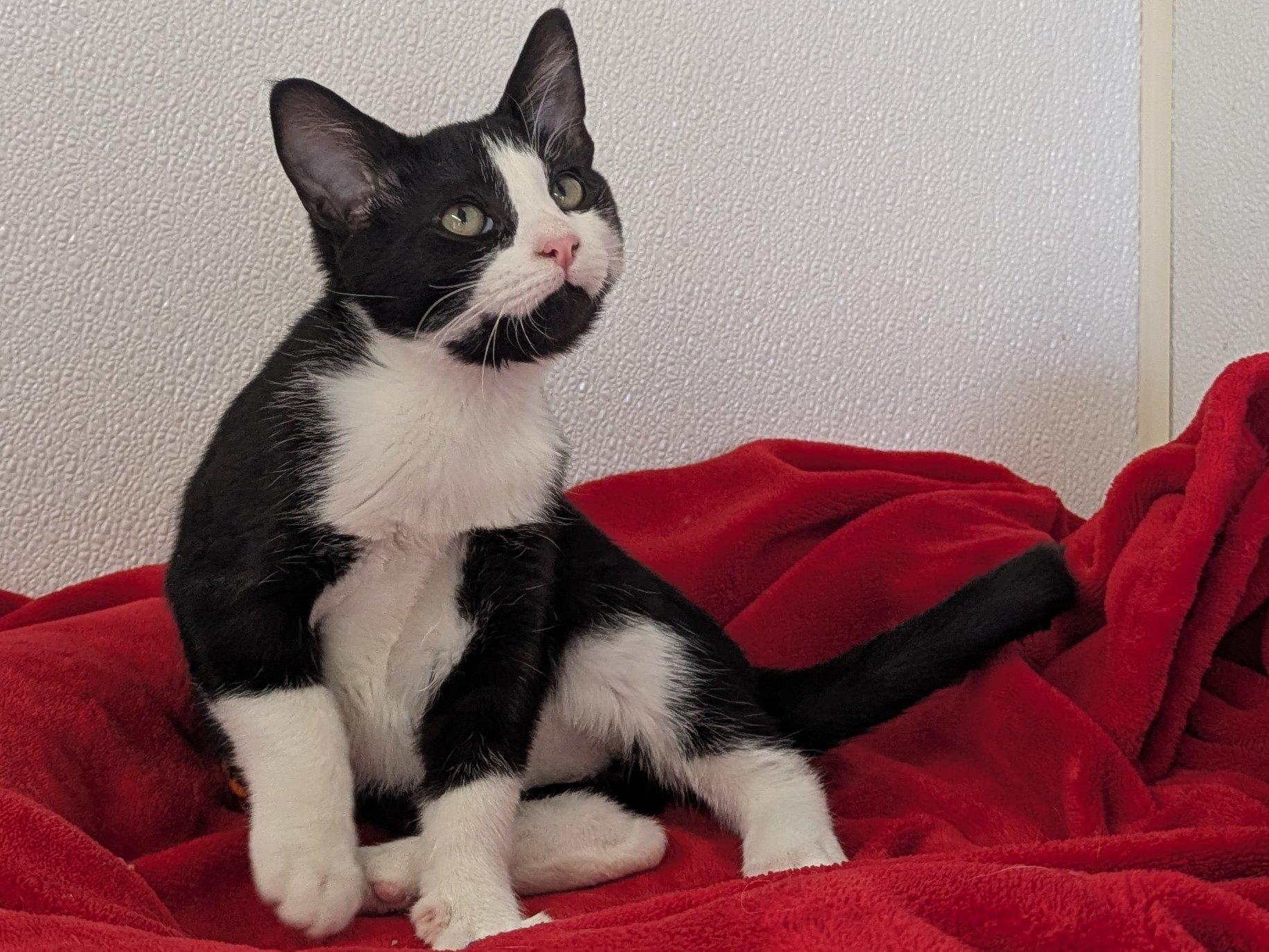 Lindt, an adoptable Domestic Short Hair, Tuxedo in Republic, WA, 99166 | Photo Image 5