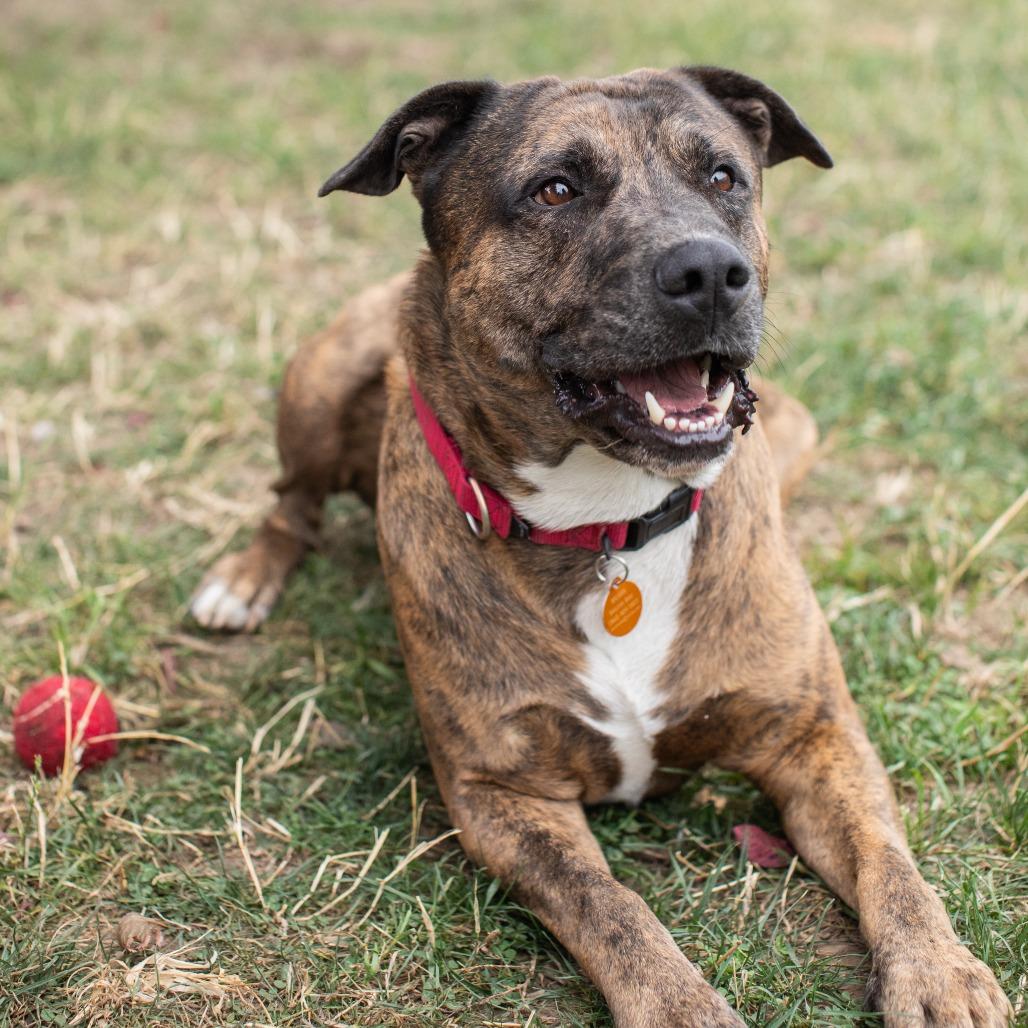 Bodie, a Adoptable Mixed Breed in Washougal, WA image 1/6