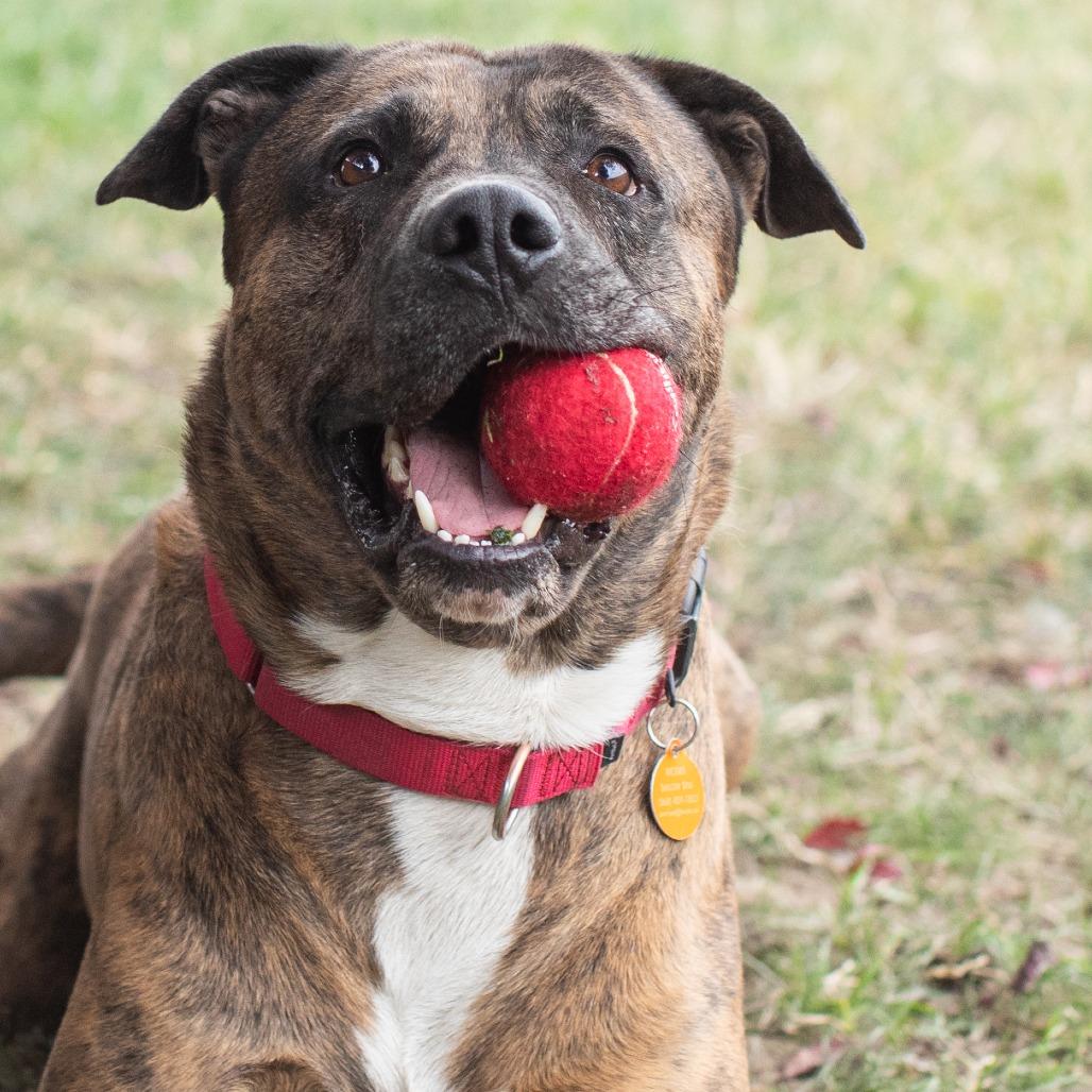 Bodie, a Adoptable Mixed Breed in Washougal, WA image 2/6