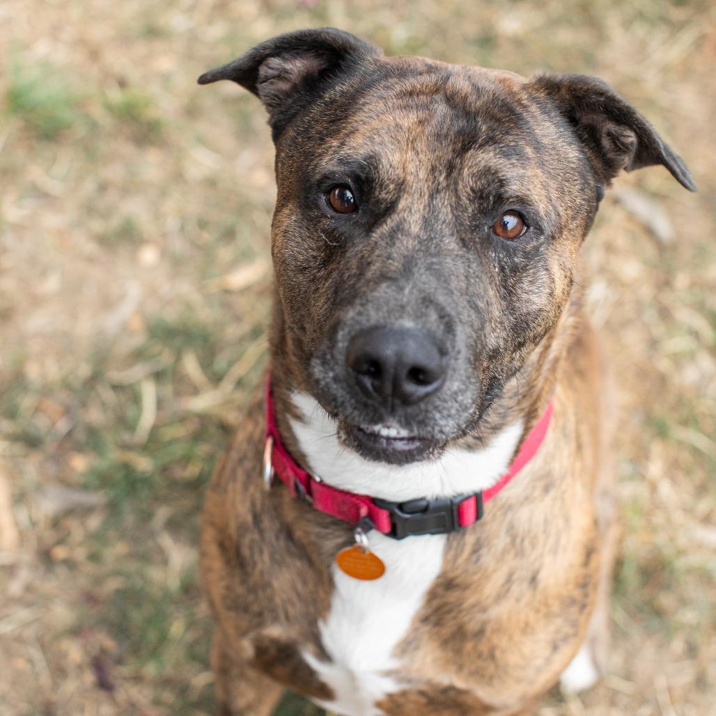 Bodie, a Adoptable Mixed Breed in Washougal, WA image 3/6